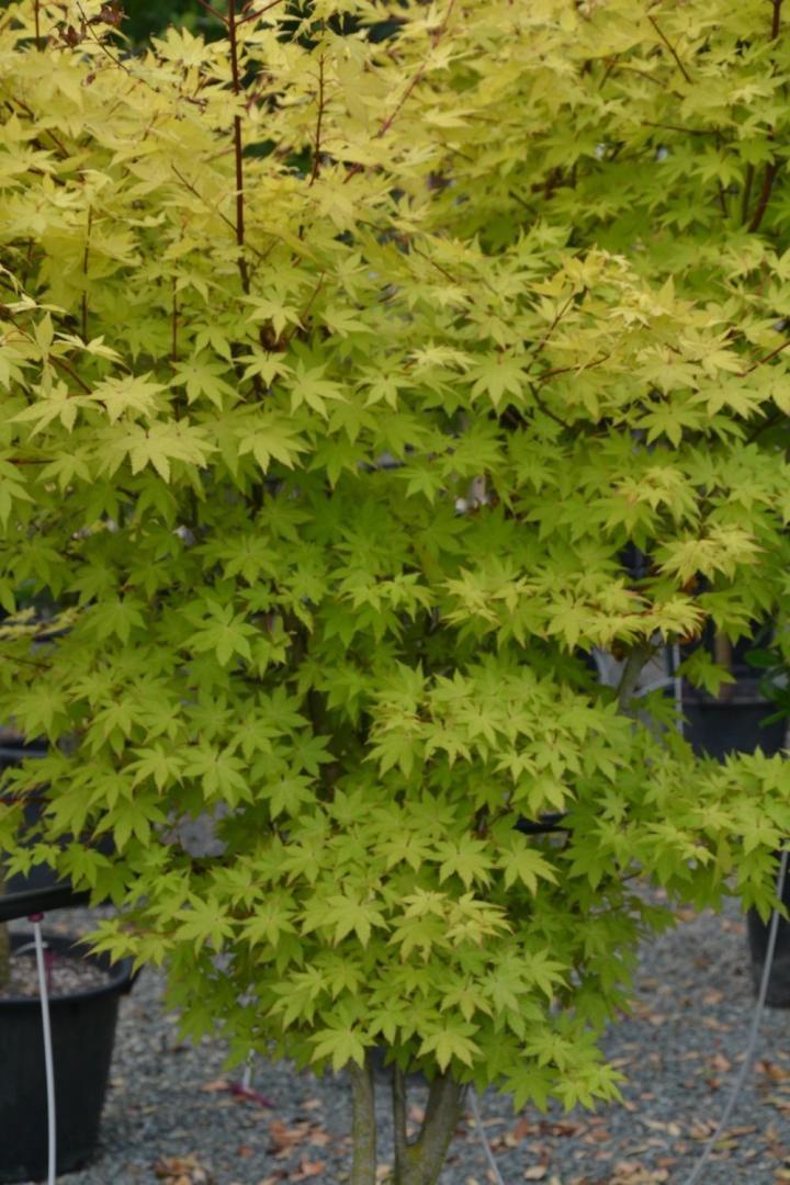 Travaux aménagement de piscine Courceboeufs