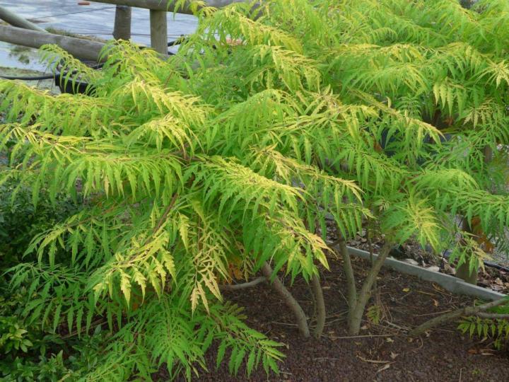 Plantes Courceboeufs