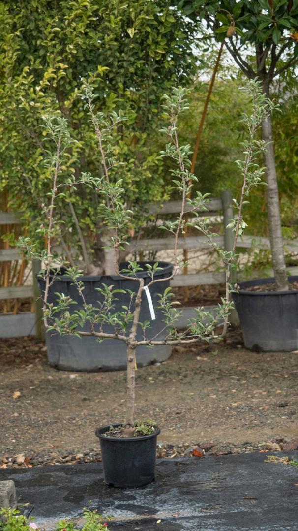 Vente d'arbres fruitiers Courceboeufs