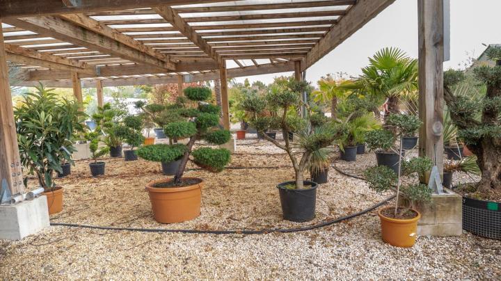 Vente d'arbres fruitiers Courceboeufs