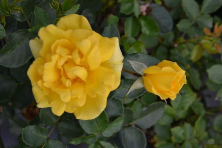 Aménagement de terrasse Courceboeufs