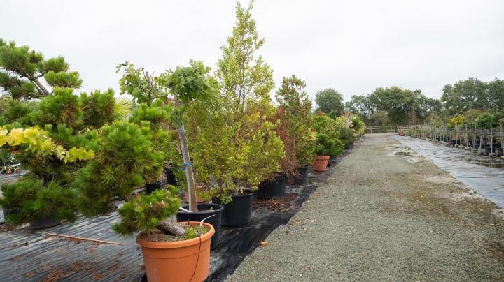 Vente de plantes Courceboeufs