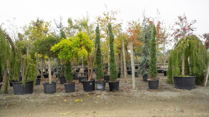 Arbres exotiques Courceboeufs