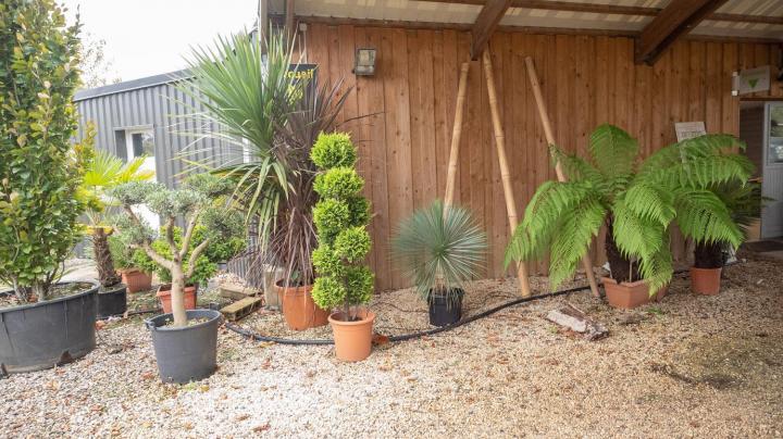 Vente de plantes Courceboeufs