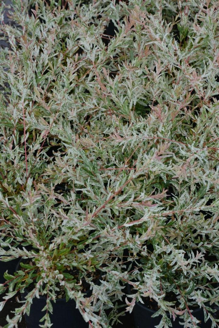 Aménagement de terrasse Courceboeufs