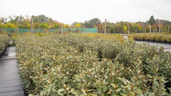 Vente d'arbres fruitiers Courceboeufs