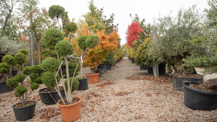 Vente de plantes Courceboeufs