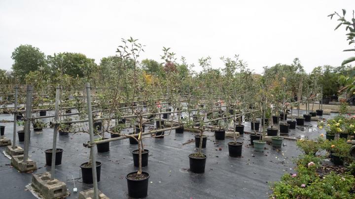 Vente d'arbres exotiques Courceboeufs