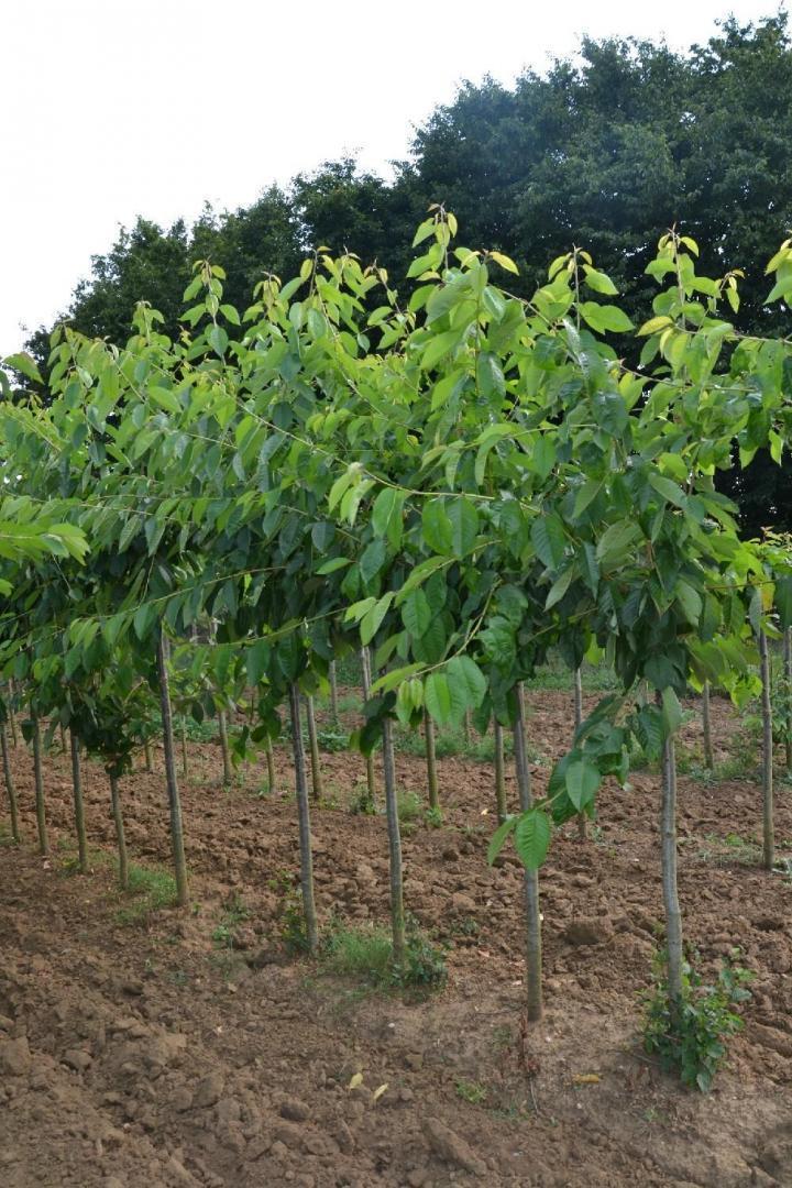 Vente de plantes Courceboeufs