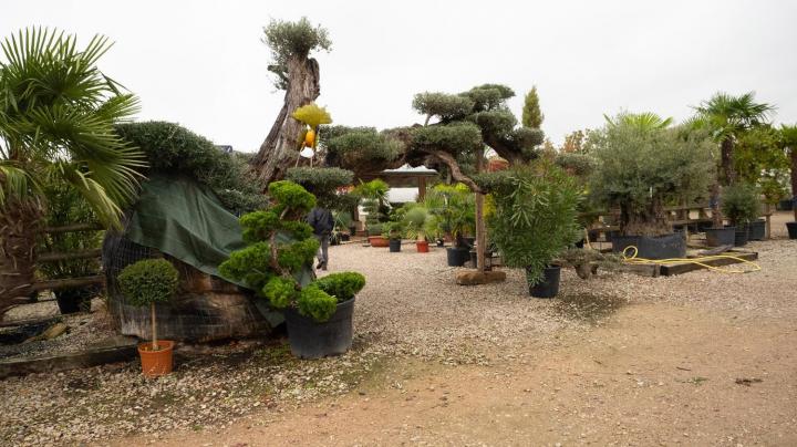 Vente d'arbres fruitiers Courceboeufs