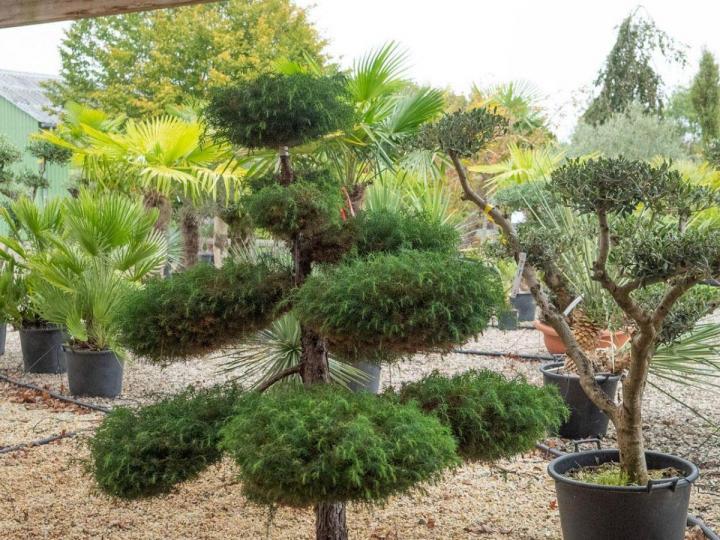 Vente d'arbres fruitiers Courceboeufs