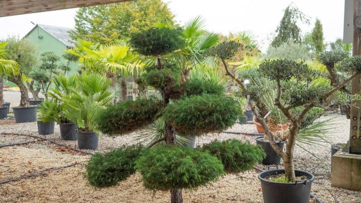 Vente d'arbres exotiques Courceboeufs