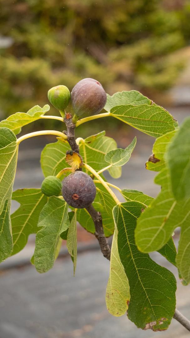 Vente d'arbres fruitiers Courceboeufs