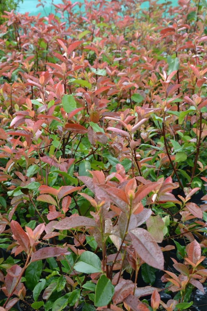 Plantes Courceboeufs