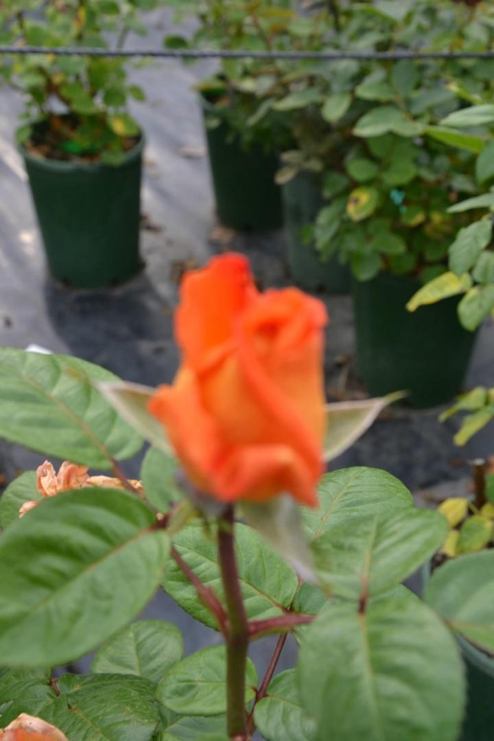 Travaux aménagement de piscine Courceboeufs