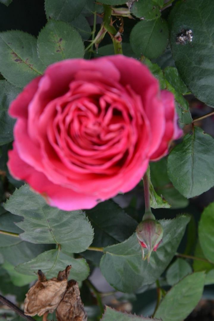 Travaux aménagement de terrasse Courceboeufs