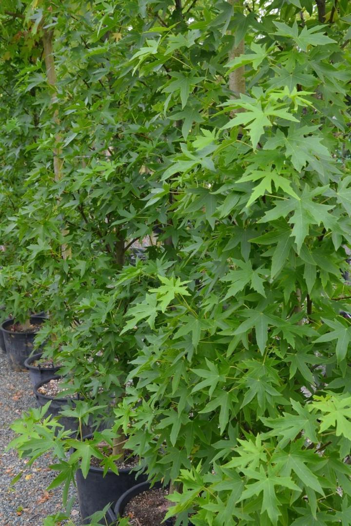 Travaux aménagement de piscine Courceboeufs