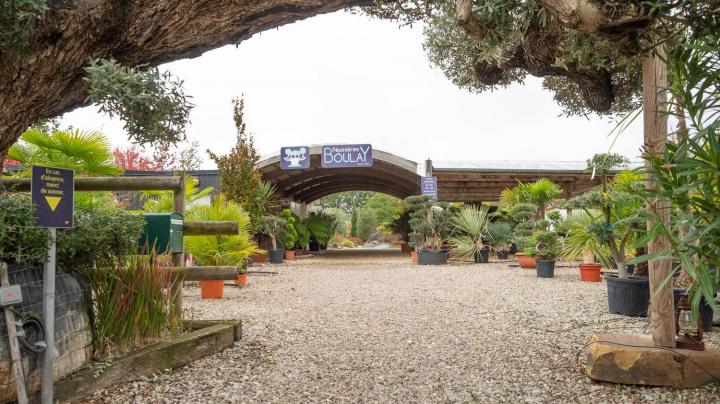 Vente d'arbres exotiques Courceboeufs