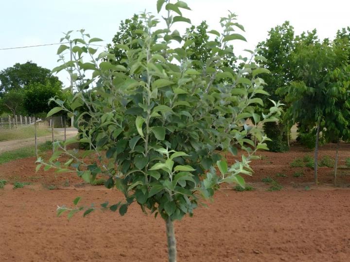 Vente d'arbres fruitiers Courceboeufs