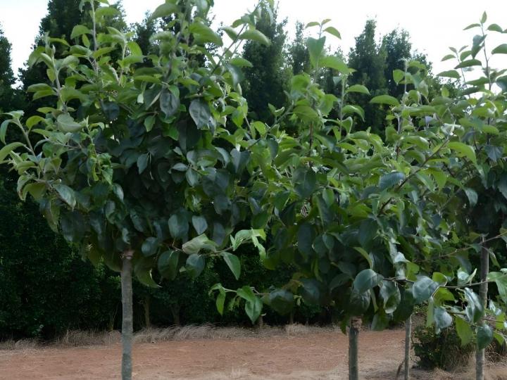 Arbres fruitiers Courceboeufs